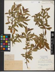 Foto von Salix triandra subsp. triandra L.